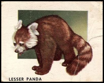 124 Lesser Panda